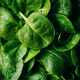 Mixed Greens Walnut Vinaigrette